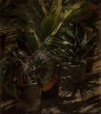 Studium do pierwszej wersji obrazu Altana. Na ziemi stoi kilka doniczek z roślinami. Na pierwszym planie duża begonia Rex o zielono-czerwono-srebrzystych liściach. Na rośliny pada z góry przesiane światło słoneczne.