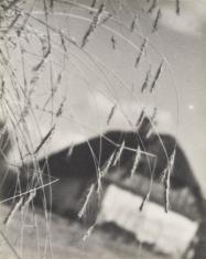 Fotografia czarno-biała przedstawiająca na pierwszym planie w zbliżeniu zwieszające się kłosy zboża, w tle nieostrą sylwetę chałupy, nie sygnowana.