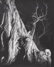 Fotografia czarno-biała, fragment uschniętego drzewa sfotografowanego nocą, pierwszy plan mocno oświetlony, drugi ginący w mroku.