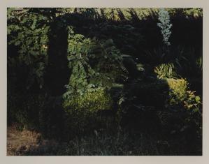 Fotografia barwna przedstawiająca zacieniony liściasty zagajnik, w nasłonecznionej centralnej części oraz po lewej stronie - akacja, dwie smugi cienia.