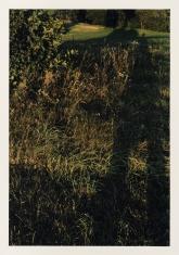 Fotografia barwna w pionie z białym marginesem przy krawędziach. Na pierwszym planie zbliżenie gęsto zarośniętgo trawą i krzewami fragmentu pola. Przy lewej krawędzi kadru delikatny cień postaci fotografa. W tle zielone pole i drzewa w świetle słonecznym.