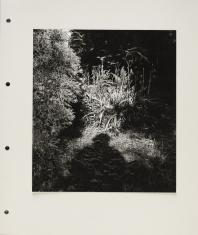 Fotografia plenerowa czarno-biała o orientacji pionowej. Ogólny widok na ogród z krzewami i porośniętą trawą ziemią. Na centrum obrazu pada światło słoneczne, a od dolnej krawędzi ku środkowi widnieje cień postaci.