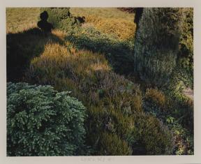 Fotografia barwna, oprawiona w kartonowe szare pass-partout, przedstawiająca rozległą kępę krzewów z wrzosami w półcieniu, po prawej stronie, w górnej części cień w kształtcie popiersia. W tle, przy górnym brzegu nasłoneczniona polana.