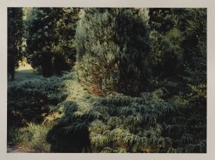 Fotografia barwna, oprawiona w kartonowe szare pass-partout, przedstawiająca krzewy i w tle fragment drzew parku albo ogrodu, w dolnej części - cień rzucany przez postać człowieka.
