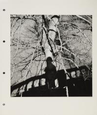 Fotografia plenerowa czarno-biała w formacie przypominającym kwadrat. Ogólny widok na drzewo z gałęziami bez liści w centrum kadru. Na jego środek pada cień postaci i szczebelków poręczy po obu jej stronach.