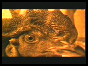 Kadr z filmu, przedstawiający zbliżenie kury, w żółtej tonacji.