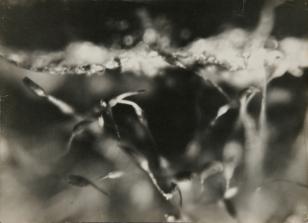 Fotografia czarno-biała, abstrakcyjną kompozycję powstałą dzięki fotografii elementów w dużym zbliżeniu tworzą organiczne kształty przypominające wici roślinne.