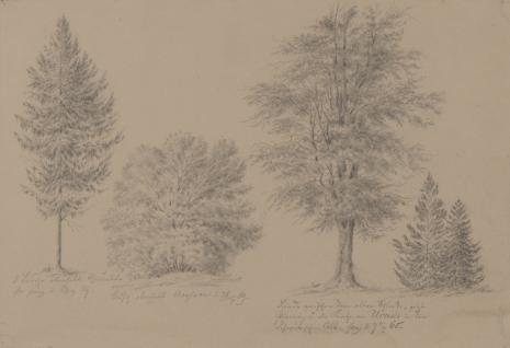  Heintz, Drzewa i krzewy (dokumentacja botaniczna)