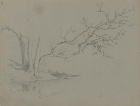  August von Wille, Uschnięte drzewo nad brzegiem rzeki