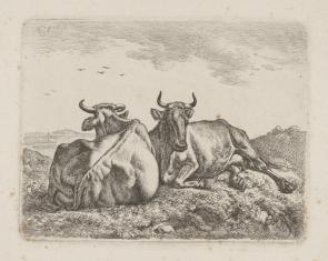 Dwie krowy leżące na pastwisku