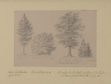  Heintz, Drzewa i krzewy
