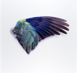 Na fotografii znajduje się skrzydło ptaka o kolorowych piórach.
