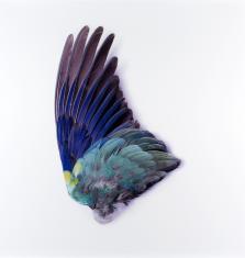 Na fotografii znajduje się skrzydło ptaka o kolorowych piórach.