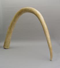 Kieł mamuta