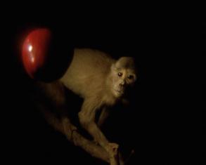 Kadr jest ciemny, tło jednostajnie czarne. Światło świeci punktowo z lewej strony. Odbija się w jabłku. W głębi przygląda się jabłku niewielka małpka, która przysiadła na gałęzi.