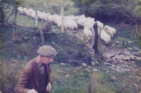  Derek Boshier, Sheep-Llangdafan, Walia, z cyklu: Trasy