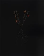 Kolorowa fotografia w pionie, wykonana w niskim kluczu oświetleniowym. Z głębokiej czerni wyłania się przycięty krzak róży z odsłoniętymi korzeniami. W łodygi i korzenie wplecione są owady: ćmy, żuki i robaki.