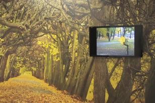 Zdjęcie przedstawiające fototapetę z parkiem jesienią utrzymanym w żółtej tonacji liści, po prawej stronie monitor z obrazem z pojedynczym żółtym liściem. 
